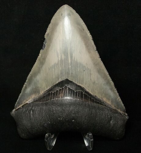 Venice Megalodon Tooth - Sharp! #8672